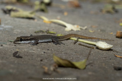 Dixonius melanostictus