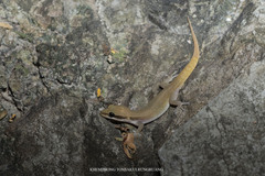 Dixonius melanostictus