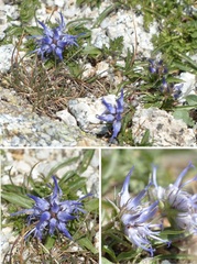 Phyteuma serratum