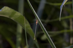Lestes pinheyi