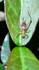 Svistella bifasciata