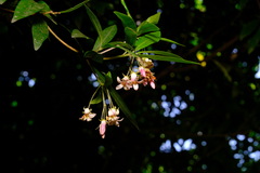 Pittosporum bicolor × undulatum