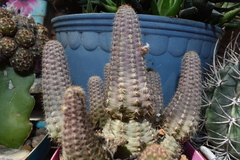 Lobivia silvestrii