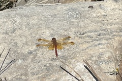 Sympetrum croceolum