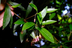 Pittosporum bicolor × undulatum