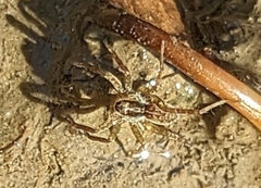 Pardosa pseudoannulata