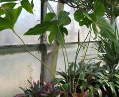 Anthurium pentaphyllum