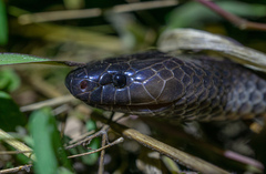 Cryptophis nigrescens