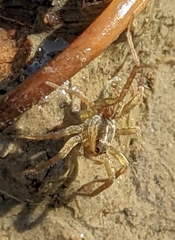 Pardosa pseudoannulata