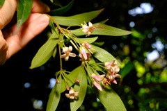 Pittosporum bicolor × undulatum