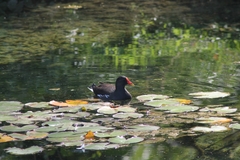 Gallinula chloropus chloropus