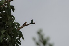 Merops viridis
