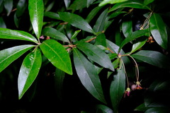 Pittosporum bicolor × undulatum