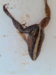 Ptychadena mossambica