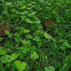 Oxalis