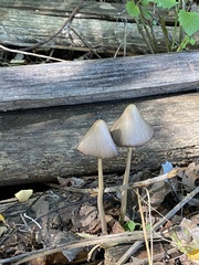 Mycena robusta