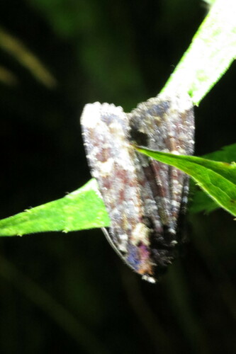 Yellow-headed Cutworm Moth and Allies photo 3