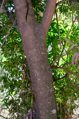 Pittosporum bicolor × undulatum