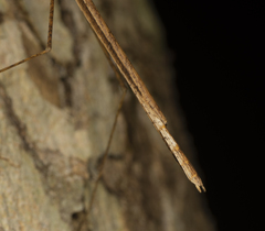 Sipyloidea larryi