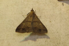 Renia discoloralis