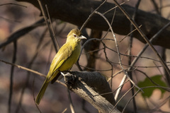 Chlorocichla flaviventris
