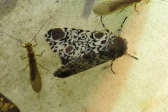 Harrisimemna trisignata