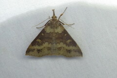 Renia discoloralis