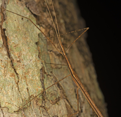 Sipyloidea larryi