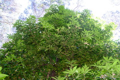 Pittosporum bicolor × undulatum
