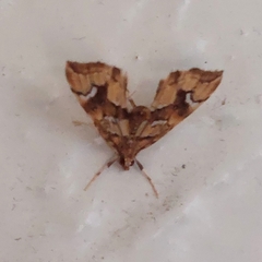 Musotima nitidalis