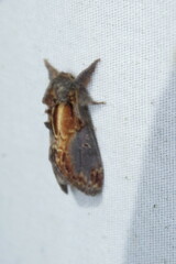 Notodonta scitipennis