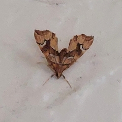 Musotima nitidalis