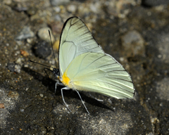 Melete leucadia