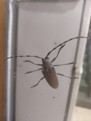 Celosterna scabrator