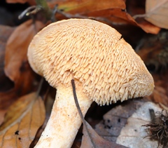 Hydnum rufescens