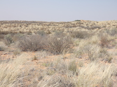 Aristida adscensionis