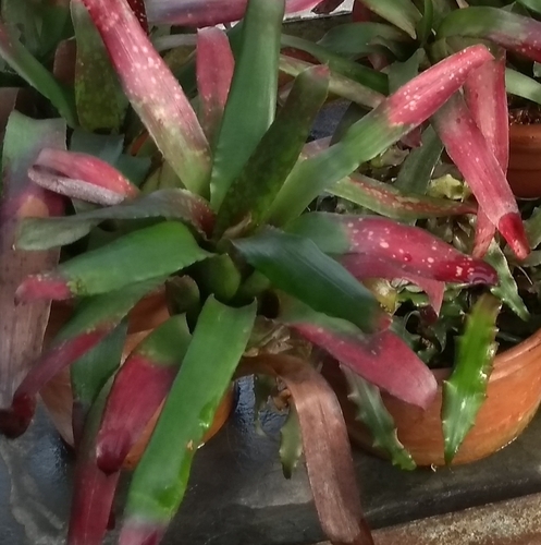 Neoregelia ampullacea