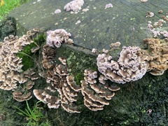 Basidiomycota