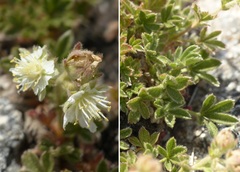 Potentilla crassinervia