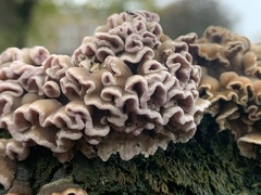 Basidiomycota