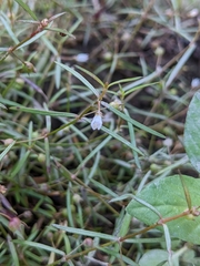 Scleromitrion brachypodum