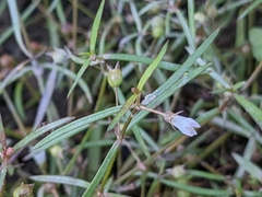 Scleromitrion brachypodum