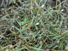 Scleromitrion brachypodum