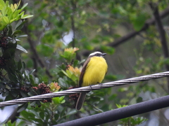 Myiozetetes cayanensis