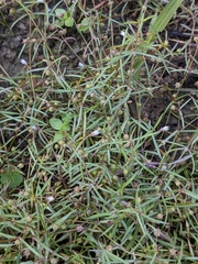 Scleromitrion brachypodum