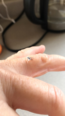 Prociphilus tessellatus