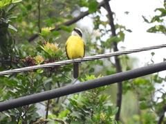 Myiozetetes cayanensis