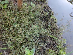 Scleromitrion brachypodum