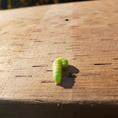 Trichoplusia ni