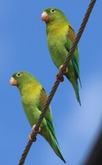 Brotogeris jugularis